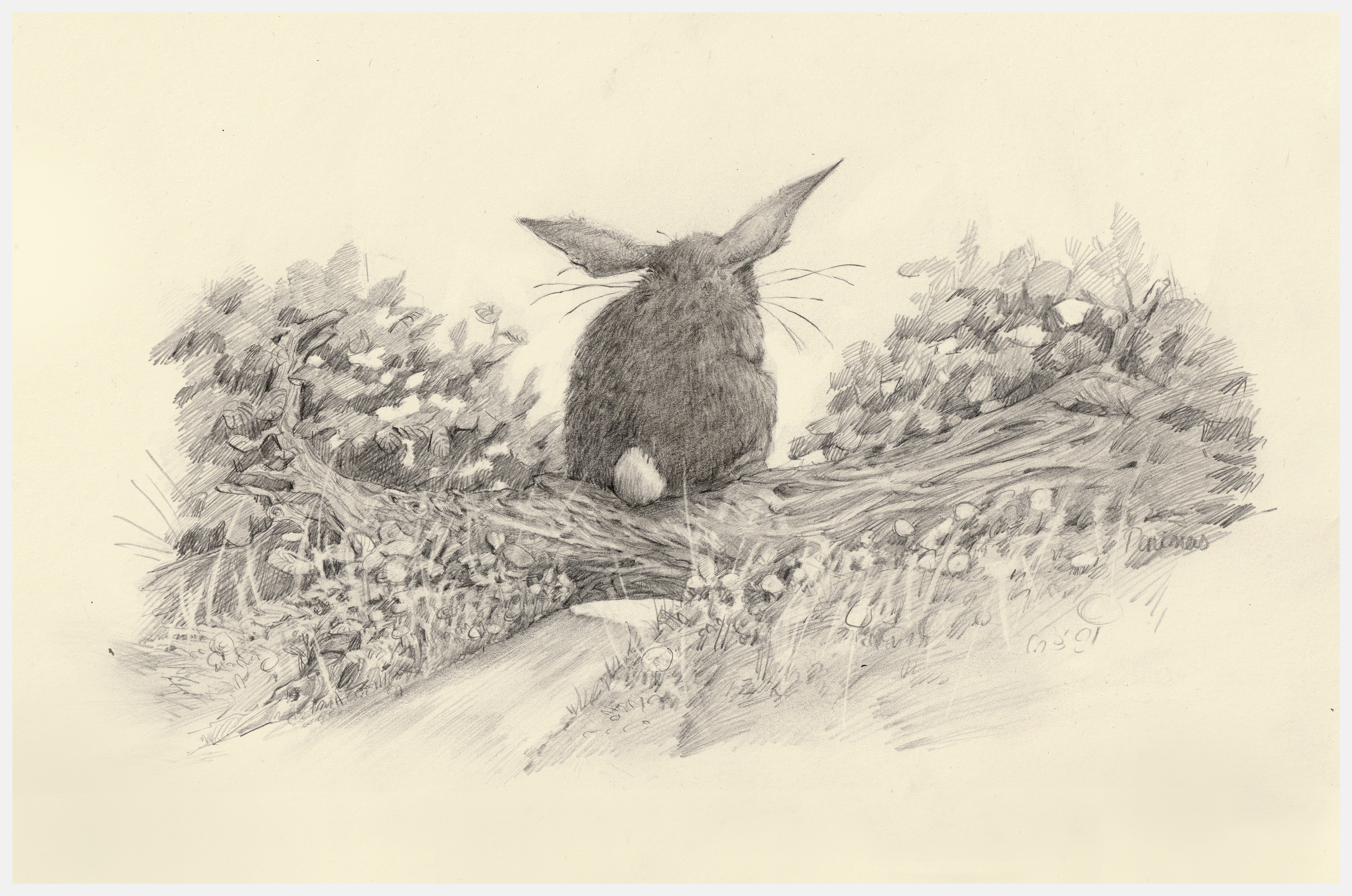The Sound Blue Birds Make (2025), graphite on paper, 21 x 29 cm
